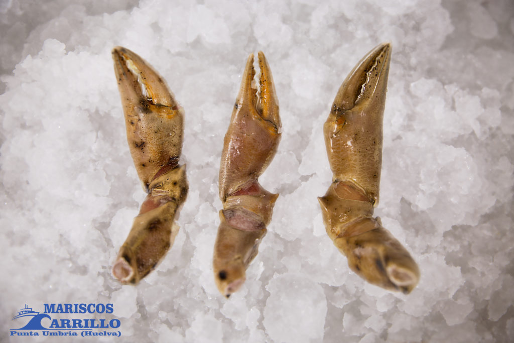 Mariscos de Huelva a domicilio