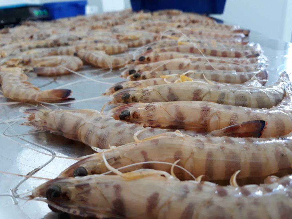 Mariscos de Huelva a domicilio