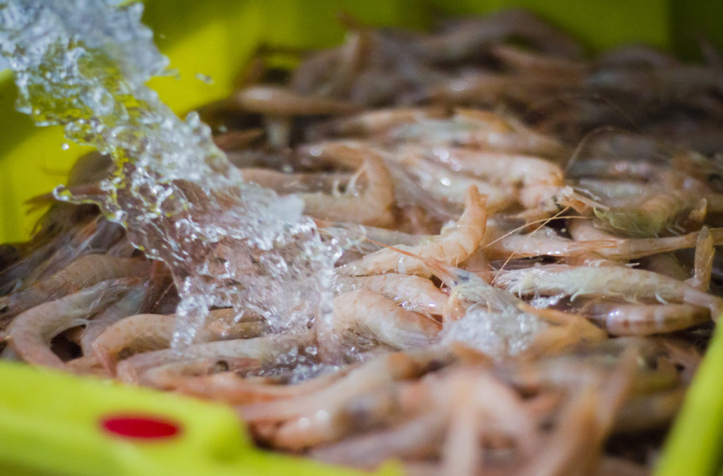 Mariscos de Huelva a domicilio